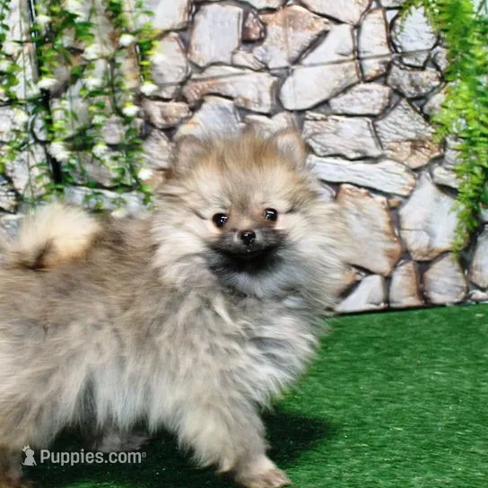 AKC Saraya Red Sable female 4lbs – Pomeranian puppy for sale in Colville, WA