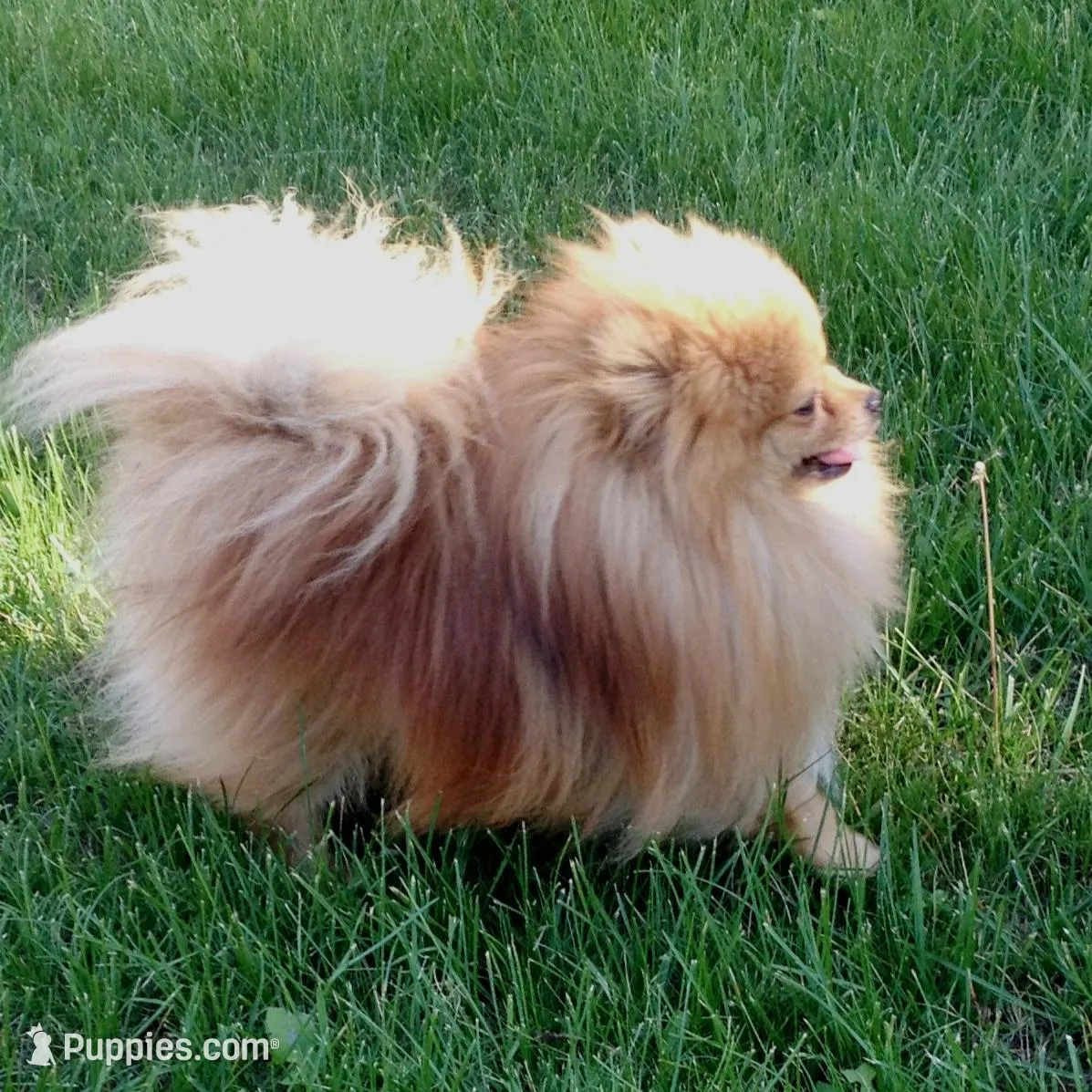 AKC Saraya Red Sable female 4lbs, a female Pomeranian for sale in Colville, WA – Photo 8 of 8