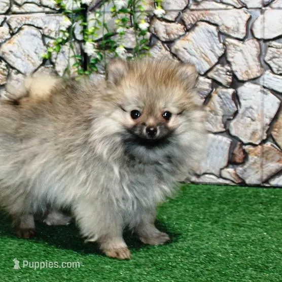 AKC Saraya Red Sable female 4lbs, a female Pomeranian for sale in Colville, WA – Photo 3 of 8