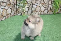AKC Krosh Sable Pom 6 lbs as adult, a male Pomeranian for sale in Evans, WA – 6 of 9