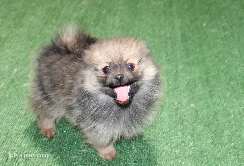 AKC Dunka - Red Sable Female Pom 5.5 lbs – Pomeranian puppy for sale in Colville, WA