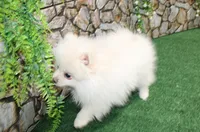 AKC Petunia - White Female - 5.5 pounds, a female Pomeranian for sale in Colville, WA – 6 of 6