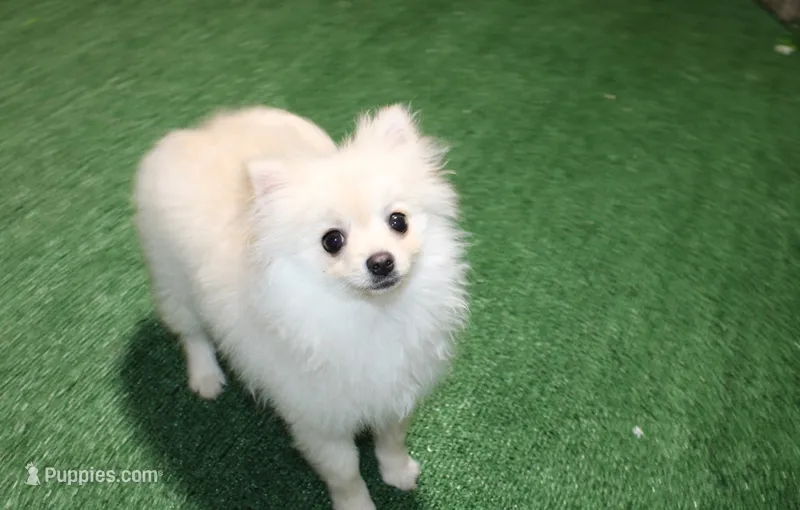AKC Sasha - White female Pom - 5 lbs as adult – Pomeranian puppy for sale in Evans, WA