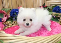 AKC Fibby White female Pom - 5 lbs as adult, a female Pomeranian for sale in Evans, WA – 5 of 10