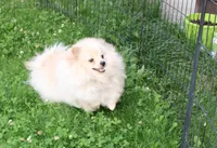AKC Goliath Cream 8+lbs, a male Pomeranian for sale in Evans, WA – 2 of 9