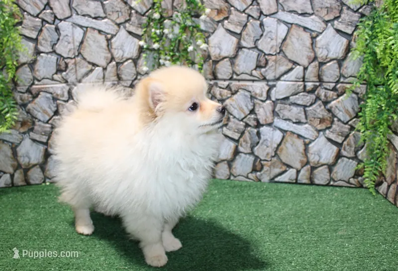 AKC Lark Cream male - 8+ lbs as adult – Pomeranian puppy for sale in Evans, WA