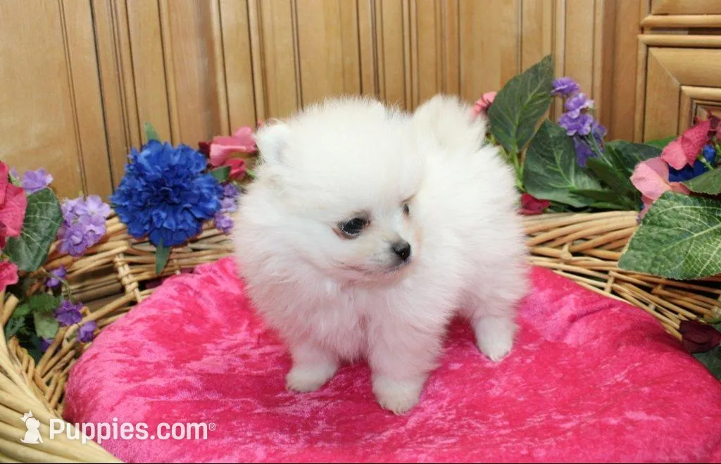 AKC Pom Mariana Girl - 4 lbs, a female Pomeranian for sale in Colville, WA – Photo 4 of 10
