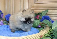 AKC Sir - Red boy - 3.5 lbs, a male Pomeranian for sale in Colville, WA – Photo 8 of 10