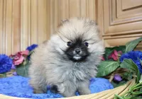 AKC Sir - Red boy - 3.5 lbs, a male Pomeranian for sale in Colville, WA – Photo 1 of 10