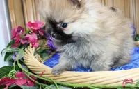 AKC Sir - Red boy - 3.5 lbs, a male Pomeranian for sale in Colville, WA – Photo 3 of 10