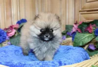 AKC Sir - Red boy - 3.5 lbs, a male Pomeranian for sale in Colville, WA – Photo 4 of 10