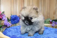 AKC Sir - Red boy - 3.5 lbs, a male Pomeranian for sale in Colville, WA – Photo 5 of 10