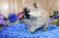 AKC Sir - Red boy - 3.5 lbs, a male Pomeranian for sale in Colville, WA – Photo 2 of 10