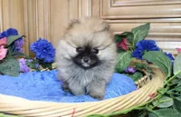 AKC Sir - Red boy - 3.5 lbs, a male Pomeranian for sale in Colville, WA – Photo 7 of 10
