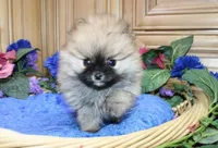 AKC Sir - Red boy - 3.5 lbs, a male Pomeranian for sale in Colville, WA – Photo 6 of 10
