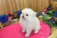 AKC Fasya White female Pomeranian - 4 lbs as adult, a female Pomeranian for sale in Evans, WA – 6 of 10