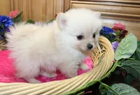 AKC Falina Cream female Pom - 4.5 lbs as adult, a female Pomeranian for sale in Evans, WA – 2 of 10