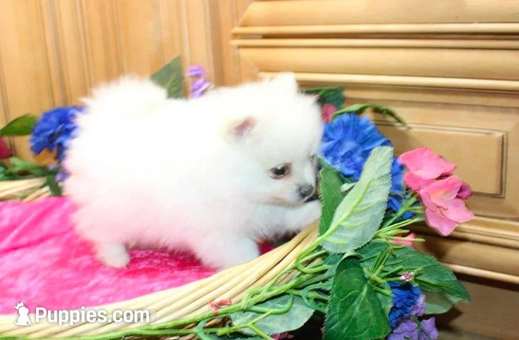 AKC Megalia White Girl - 7+ lbs, a female Pomeranian for sale in Colville, WA – Photo 1 of 10