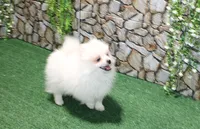AKC Pupsik white male Pom - 8+ lbs as adult, a male Pomeranian for sale in Colville, WA – 2 of 8