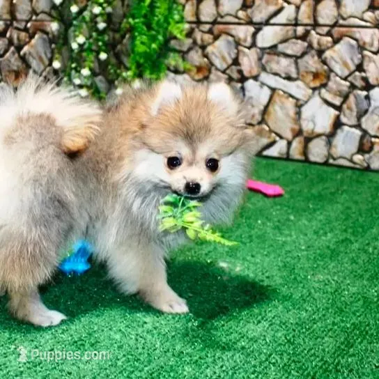 AKC Risa - Red Sable 5 lbs, a female Pomeranian for sale in Colville, WA – Photo 6 of 10