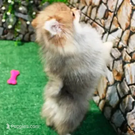 AKC Risa - Red Sable 5 lbs, a female Pomeranian for sale in Colville, WA – Photo 8 of 10