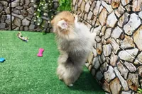 processed/22acd988-51f2-4d72-9af7-ec9854b6d609/listing/56be54be-591d-40ee-9102-b1be6d9f59cb/15414748-cfcf-43c4-a8c7-d120725bda4a