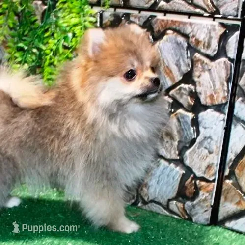 AKC Risa - Red Sable 5 lbs, a female Pomeranian for sale in Colville, WA – Photo 2 of 10
