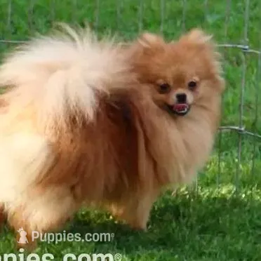 AKC Risa - Red Sable 5 lbs, a female Pomeranian for sale in Colville, WA – Photo 9 of 10