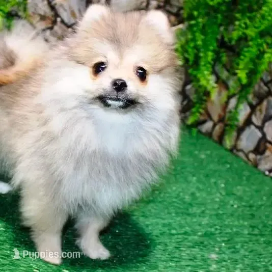 AKC Risa - Red Sable 5 lbs, a female Pomeranian for sale in Colville, WA – Photo 4 of 10