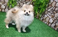 processed/22acd988-51f2-4d72-9af7-ec9854b6d609/listing/56be54be-591d-40ee-9102-b1be6d9f59cb/3763ea44-d55c-48bc-b753-7271f964683a