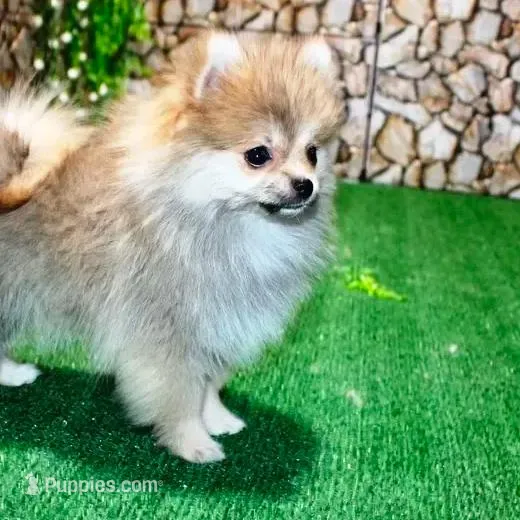 AKC Risa - Red Sable 5 lbs, a female Pomeranian for sale in Colville, WA – Photo 3 of 10