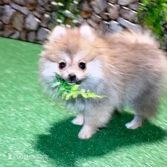 AKC Risa - Red Sable 5 lbs, a female Pomeranian for sale in Colville, WA – Photo 7 of 10