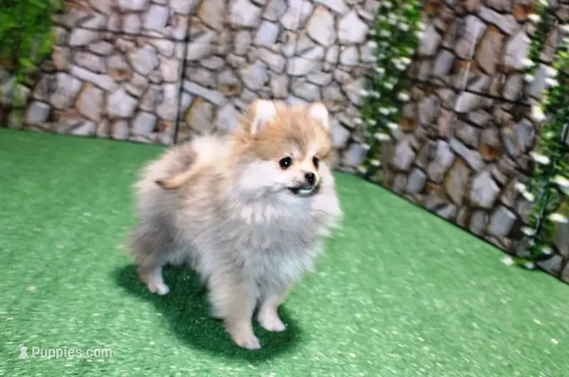 AKC Risa - Red Sable 5 lbs