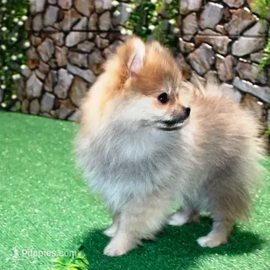 AKC Risa - Red Sable 5 lbs, a female Pomeranian for sale in Colville, WA – Photo 5 of 10