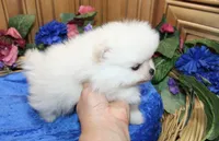 AKC Dalar - White male Pom - 5 lbs as adult, a male Pomeranian for sale in Colville, WA – 5 of 5