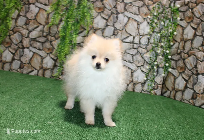 AKC Lara Orange Female Pom - 5 lbs as adult – Pomeranian puppy for sale in Evans, WA