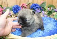 AKC Bermut Red Sable male Pomeranian - 6 pounds as adult, a male Pomeranian for sale in Evans, WA – 4 of 7