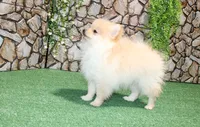 AKC Lara Orange Female Pom - 5 lbs as adult, a male Pomeranian for sale in Evans, WA – 4 of 8