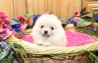 AKC Falina Cream female Pom - 4.5 lbs as adult, a female Pomeranian for sale in Evans, WA – 7 of 10