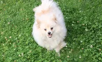 AKC Goliath Cream 8+lbs, a male Pomeranian for sale in Evans, WA – 3 of 9