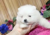 AKC Gulya Girl - 6 lbs, a female Pomeranian for sale in Colville, WA – Photo 2 of 9