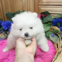 AKC Gulya Girl - 6 lbs, a female Pomeranian for sale in Colville, WA – Photo 5 of 9