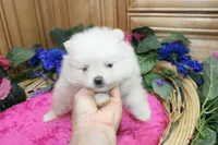 AKC Gulya Girl - 6 lbs, a female Pomeranian for sale in Colville, WA – Photo 5 of 9