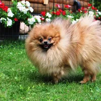 AKC Gulya Girl - 6 lbs, a female Pomeranian for sale in Colville, WA – Photo 9 of 9