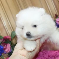 AKC Gulya Girl - 6 lbs, a female Pomeranian for sale in Colville, WA – Photo 3 of 9