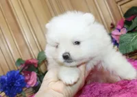 AKC Gulya Girl - 6 lbs, a female Pomeranian for sale in Colville, WA – Photo 3 of 9