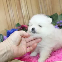 AKC Gulya Girl - 6 lbs, a female Pomeranian for sale in Colville, WA – Photo 7 of 9