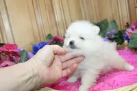 AKC Gulya Girl - 6 lbs, a female Pomeranian for sale in Colville, WA – Photo 7 of 9