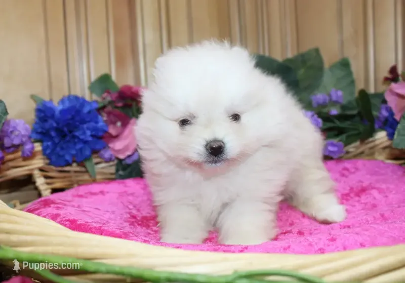 AKC Gulya Girl - 6 lbs