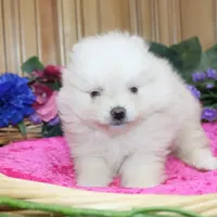 AKC Gulya Girl - 6 lbs, a female Pomeranian for sale in Colville, WA – Photo 1 of 9